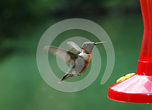 Humming Bird 1