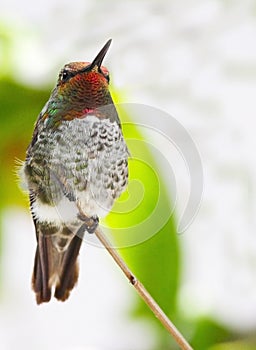 Humming Bird