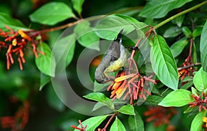 Humming bird