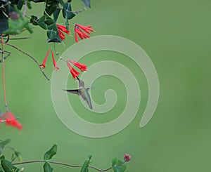 Humming bird