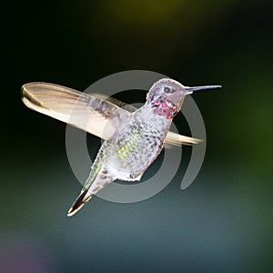 Humming Bird