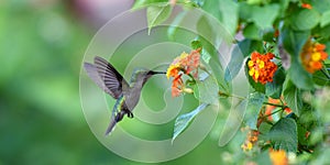 Humming bird