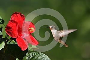 Humming Bird Approaching Flower Landscape