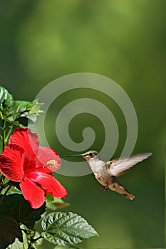 Humming Bird Approaching Flower Portrait