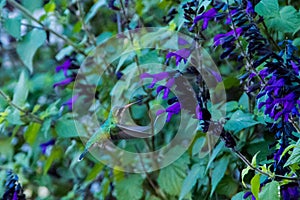 Humming bird on Beautiful plant with violet flowers in Puerto Madero photo