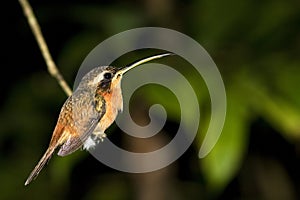 Humming bird or colibri in rain forest