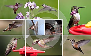 Humming bird collection