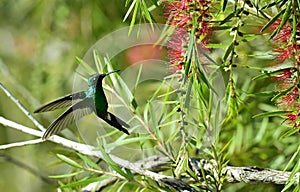 The humming-bird, Cuban emerald (Chlorostilbon ricordii)