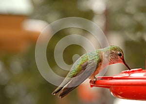 Humming Bird Drinking