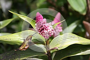 Humming Bird drinking from a Flower