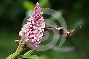 Humming Bird drinking from a Flower