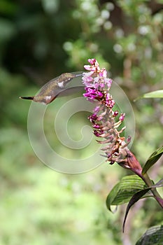 Humming Bird drinking from a Flower