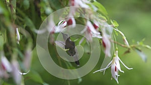 Humming Bird Drinking from a Pink and White Fuchsia flower