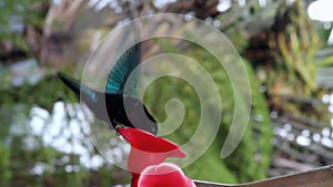 Humming-bird drinking syrup in feeding trough