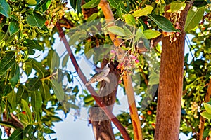 Humming bird eating from tree