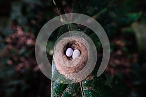 Humming bird eggs at the amazon