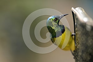 Humming bird on feeder