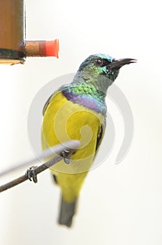 Humming bird on feeder