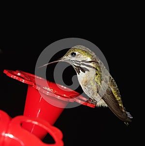 Humming Bird at Feeder