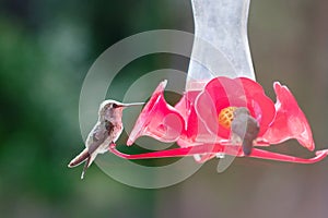 Humming Bird Feeder