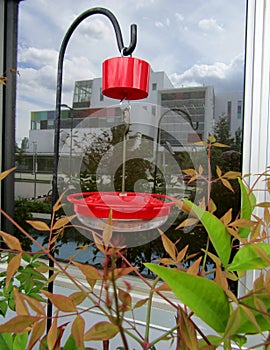 Humming bird feeder near glass window.