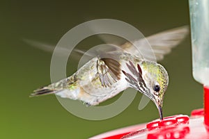 Humming bird feeding