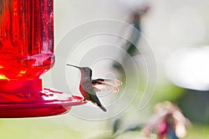 Humming bird feeding