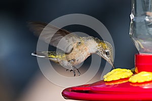 Humming bird feeding