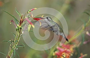 Humming bird feeding from flower