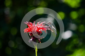 Humming bird feeding from a flower