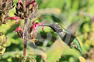 Humming bird feeding from flower