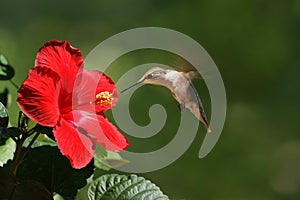 Humming Bird Feeding on Flower Landscape