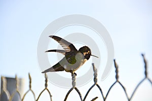 Humming Bird on Fence