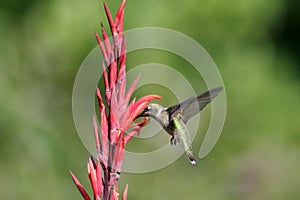 Humming Bird in Flight