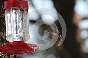 Humming Bird in Flight