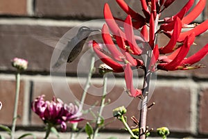 humming bird floating and drinking from a red flower