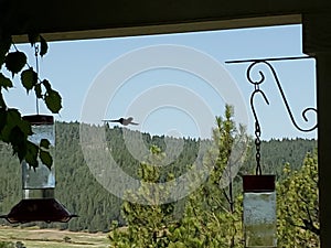A humming bird floats around the bird feeder