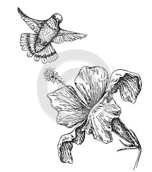 Humming Bird and Flower Sketch