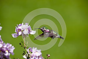 Humming bird with flowers