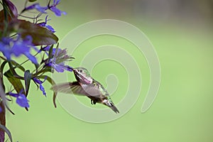 Humming bird with flowers