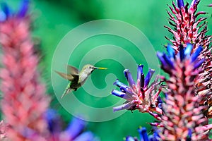 Humming Bird flying around aloe flowers