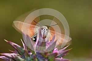 Humming-bird Hawk-moth