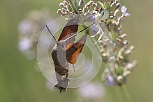 Humming bird hawk moth hovering beside a flower.