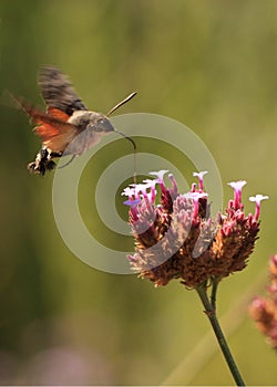 Humming bird Hawk moth - Macroglossum stellatarum