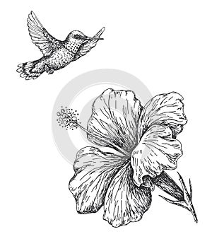 Humming Bird and Hibiscus Sketch