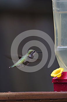 humming bird hovering around and drinking from feeder