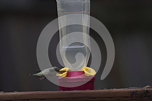 humming bird hovering around and drinking from feeder