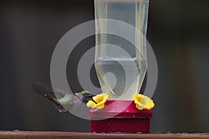 humming bird hovering around and drinking from feeder