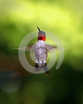 Humming bird looking for food