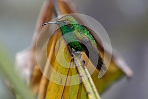 Humming bird in Monteverde National Park